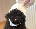 Собаки в Новороссийске: Черная той пудель Девочка, Бесплатно - фото 2