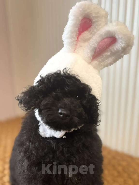 Собаки в Новороссийске: Черная той пудель Девочка, Бесплатно - фото 2