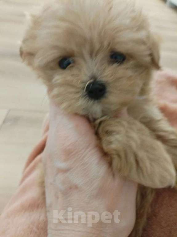 Собаки в Москве: микро щенки мальтипу Девочка, 125 555 руб. - фото 3