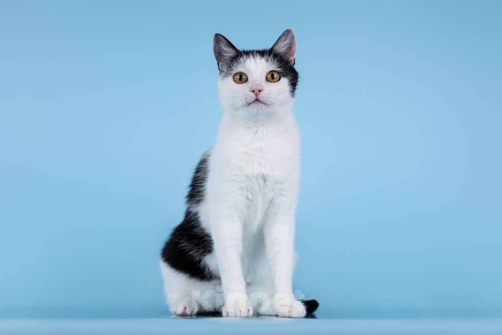 Кошки в Москве: Очаровательная кошечка Лягушонка ищет дом. Девочка, Бесплатно - фото 2