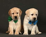 Собаки в Москве: Щенки лабрадора палевые Мальчик, 90 000 руб. - фото 2