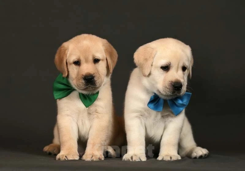 Собаки в Москве: Щенки лабрадора палевые Мальчик, 90 000 руб. - фото 2