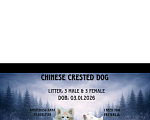 Собаки в Санкт-Петербурге: Щенки китайской хохлатой собаки Разнополые, Бесплатно - фото 9