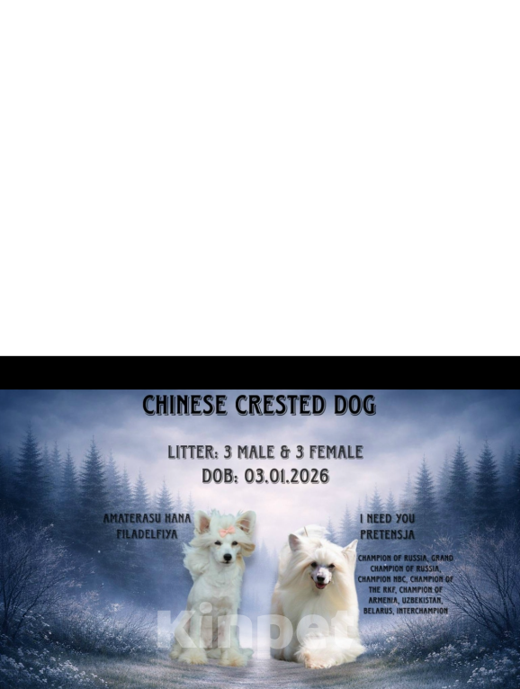 Собаки в Санкт-Петербурге: Щенки китайской хохлатой собаки Разнополые, Бесплатно - фото 9