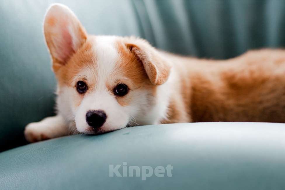Собаки в Москве: вельш корги пемброк щенок Мальчик, 80 000 руб. - фото 2