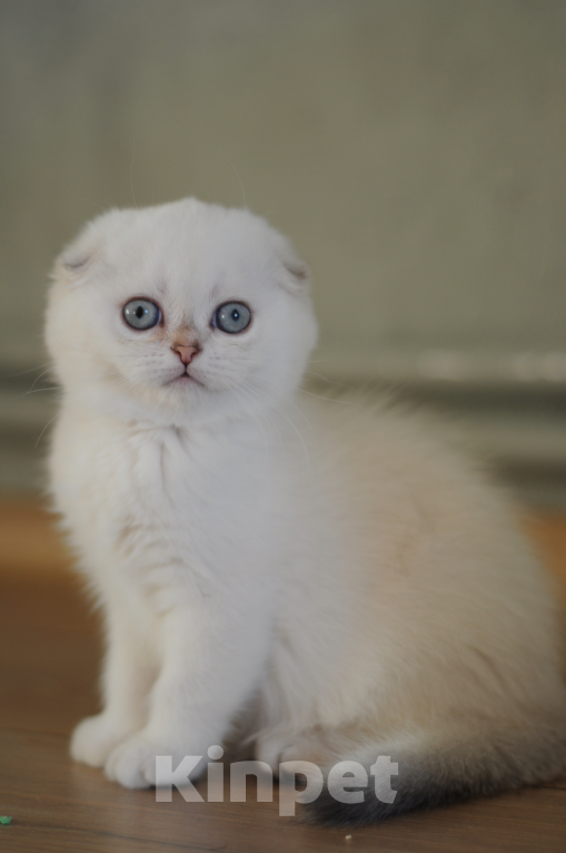 Кошки в Бахчисарае: Шотландский вислоухий котенок Девочка, 55 000 руб. - фото 2