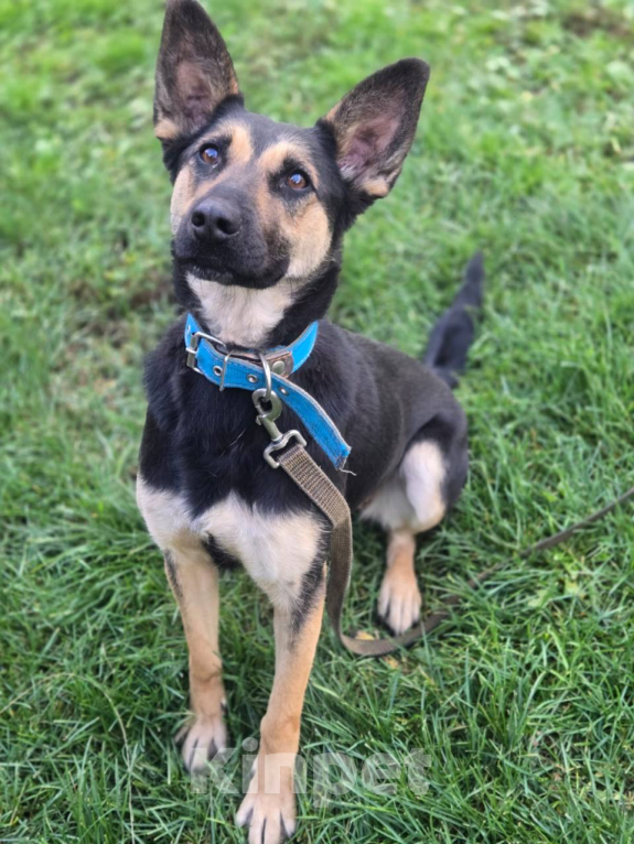 Собаки в Москве: Метис овчарки Девочка, Бесплатно - фото 3