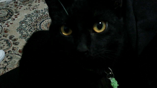 котенок мальчик в добрые руки