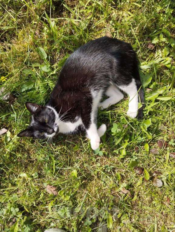 Кошки в других городах Ленинградской области: Кошка в добрые руки Девочка, Бесплатно - фото 2