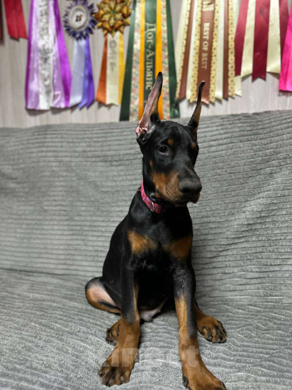 Собаки в Клине: Кобель 3,5 мес. Мальчик, 90 000 руб. - фото 5