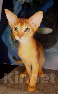 Кошки в Москве: Чудесные абиссинские дикие девочки и мальчик соррель Мальчик, 50 000 руб. - фото 10