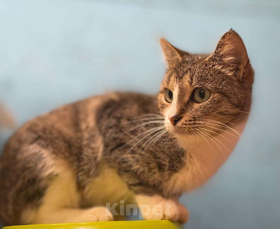 Кошки в Москве: Возьмите Люсю. Она чудесная Девочка, Бесплатно - фото 4