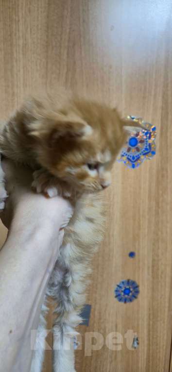 Кошки в Москве: Рыжий великан Мальчик, 70 000 руб. - фото 1