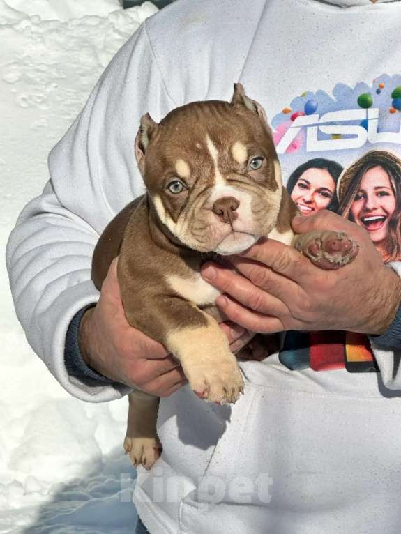Собаки в Серпухове: Американский булли Мальчик, 110 000 руб. - фото 1