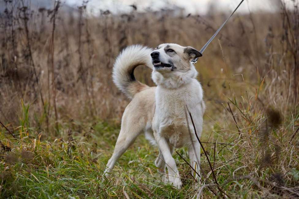 Собаки в Москве: Эльза Девочка, Бесплатно - фото 8