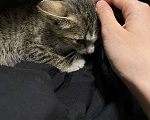 Кошки в Екатеринбурге: Котенок (1 месяц) ищем любящую семью  Мальчик, Бесплатно - фото 5