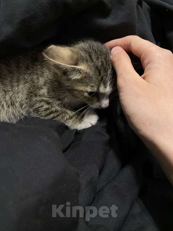 Кошки в Екатеринбурге: Котенок (1 месяц) ищем любящую семью  Мальчик, Бесплатно - фото 5