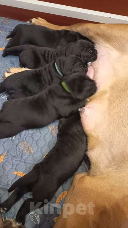 Собаки в других городах Московской области: Щенки  Мальчик, Бесплатно - фото 3