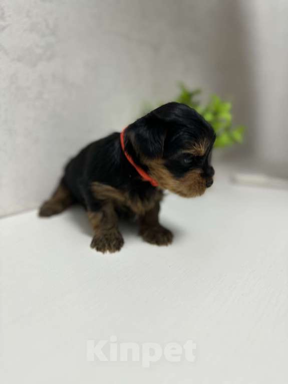 Собаки в Новосибирске: Мальчик мини стандарт Мальчик, 40 000 руб. - фото 1