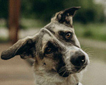 Собаки в Москве: Собака Алиса ищет дом Девочка, 10 руб. - фото 4