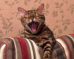 Кошки в Санкт-Петербурге: Бенгальский котенок на продажу Мальчик, 80 000 руб. - фото 2