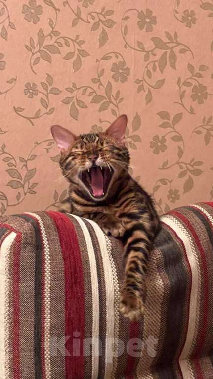 Кошки в Санкт-Петербурге: Бенгальский котенок на продажу Мальчик, 80 000 руб. - фото 2