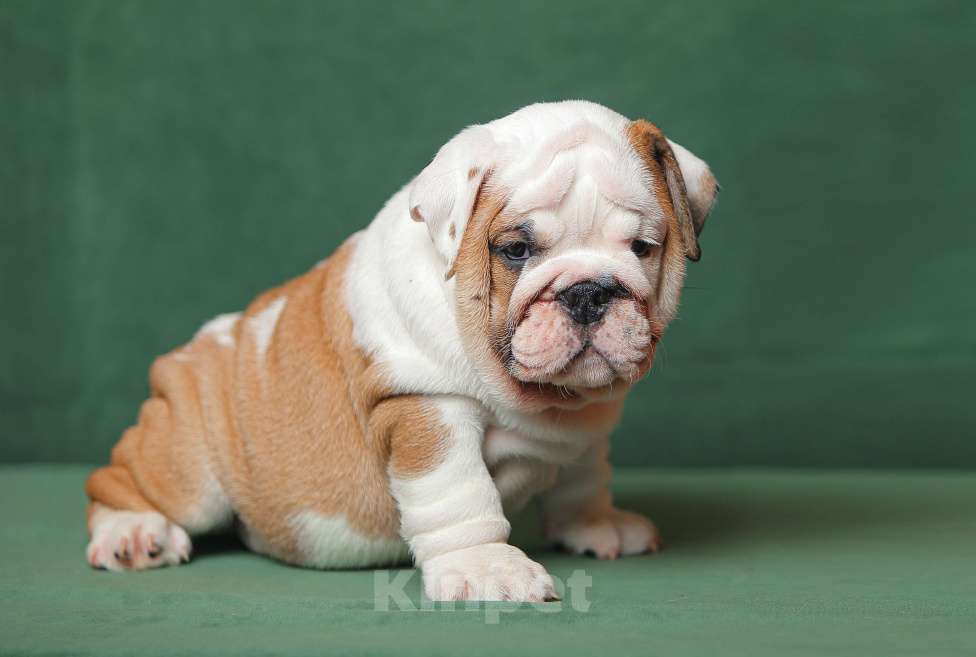 Собаки в других городах Московской области: Щенки английского бульдога Мальчик, Бесплатно - фото 2