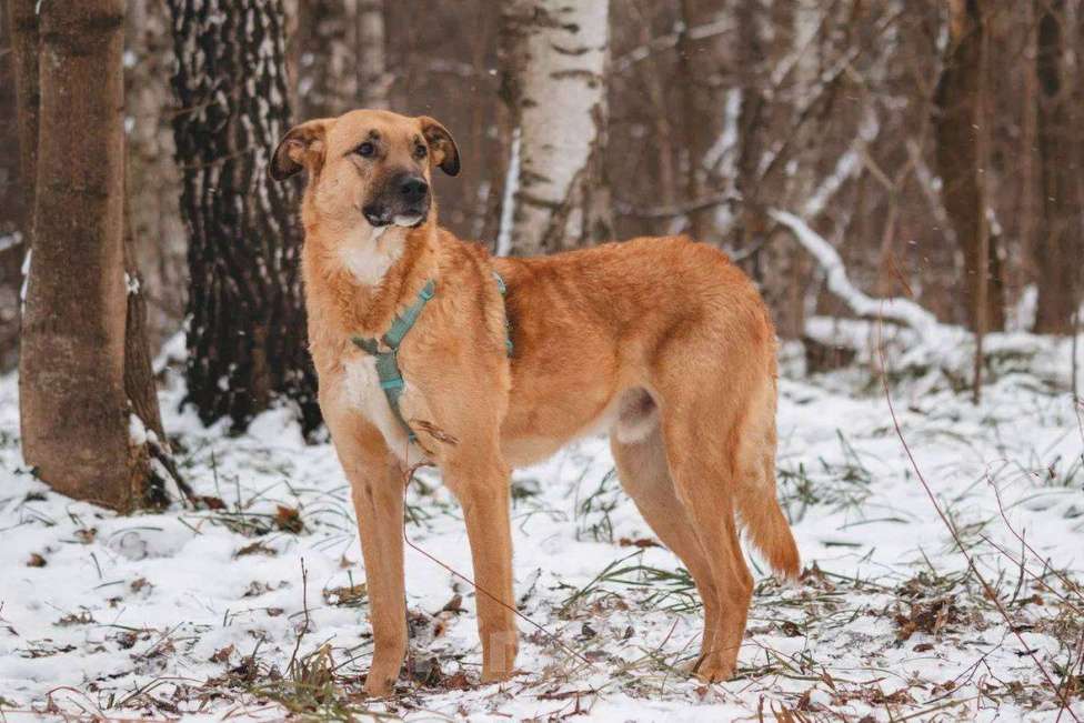 Собаки в Москве: Тилль ищет дом Мальчик, Бесплатно - фото 5