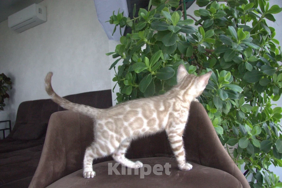 Кошки в Москве: Снежный минк Мальчик, Бесплатно - фото 5