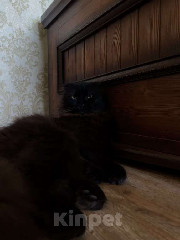 Кошки в Махачкале: Пропал кот  Мальчик, 1 000 руб. - фото 2