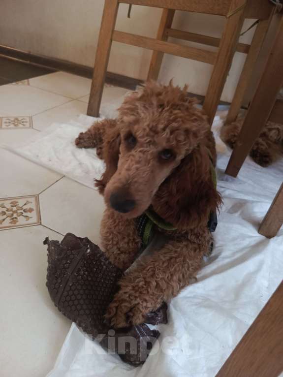 Собаки в Москве: Малый (средний) пудель Девочка, 60 000 руб. - фото 3