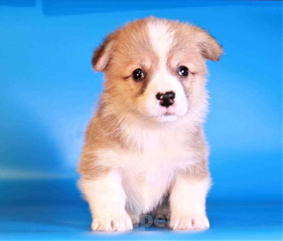 Собаки в Москве: вельш корги пемброк щенки от чемпиона Мальчик, 80 000 руб. - фото 3