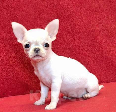 Собаки в Москве: Чихуахуа. Малышка - Ириска Девочка, 60 000 руб. - фото 1
