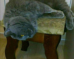Кошки в Электростали: Вязка с Шотландским скоттиш страйтом , кот опытный, 3 000 руб. - фото 6
