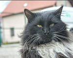 Кошки в Теберде: Кот ищет кошечку, кот на вязку, Бесплатно - фото 8