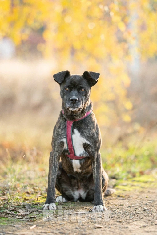 Собаки в Москве: Добрячка Кора Девочка, Бесплатно - фото 4