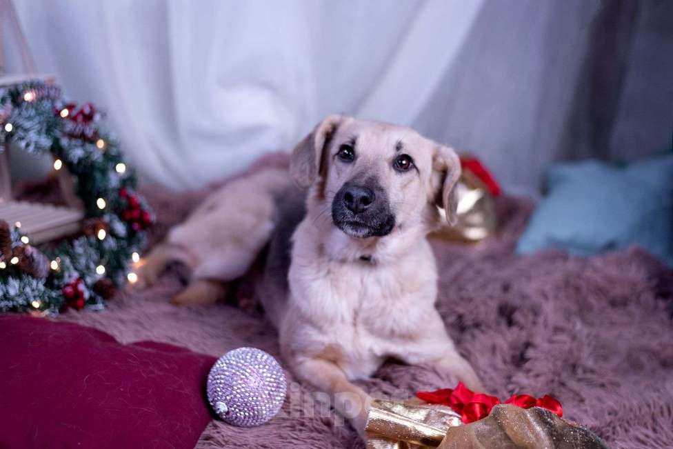 Собаки в других городах Московской области: Мальчик Бруно Мальчик, Бесплатно - фото 3