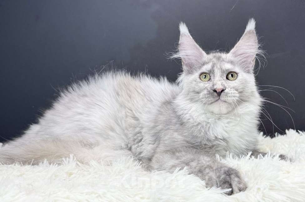 Кошки в Москве: Девочка Мейн Кун Veyron Iberia Девочка, 150 000 руб. - фото 5