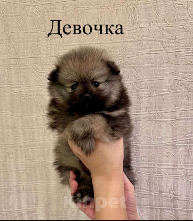 Собаки в Москве: Померанский шпиц Девочка, 29 000 руб. - фото 3
