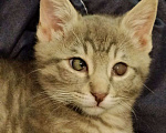 Кошки в Краснодаре: Полосатый мальчик Тишка Мальчик, Бесплатно - фото 3