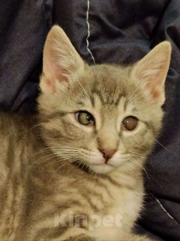 Кошки в Краснодаре: Полосатый мальчик Тишка Мальчик, Бесплатно - фото 3