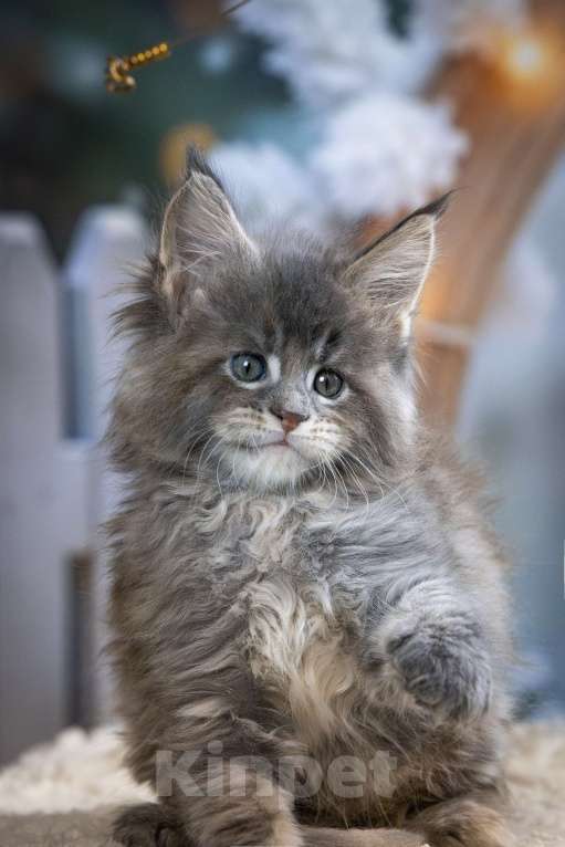 Кошки в Санкт-Петербурге: Мейн кун Лахти Коаст котенок Девочка, 35 000 руб. - фото 1