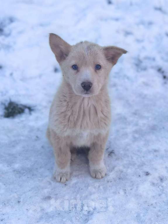 Собаки в Лосином-Петровском: Ромо якутенок ппбж  Девочка, Бесплатно - фото 3