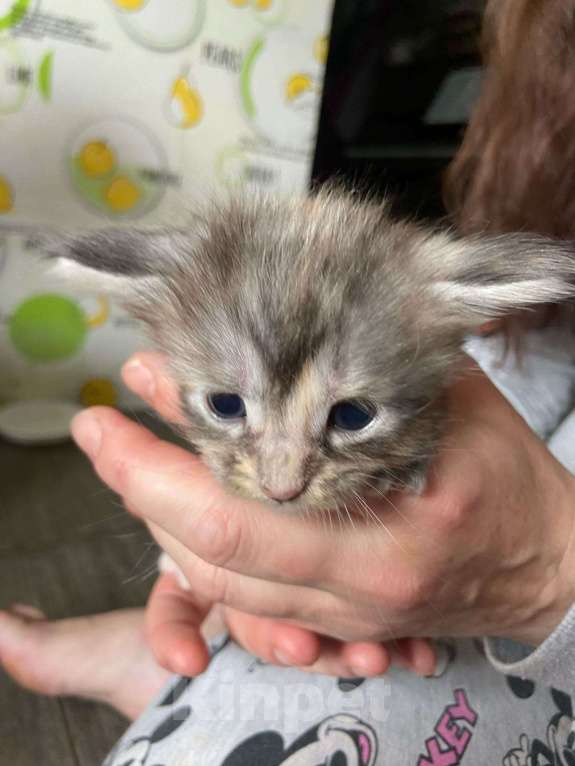 Кошки в других городах Ставропольского края: Мейн-кун 10.000 руб Девочка, Бесплатно - фото 1