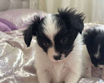 Собаки в других городах Московской области: Щенок мальчик папильон Papillon  Мальчик, 65 000 руб. - фото 1