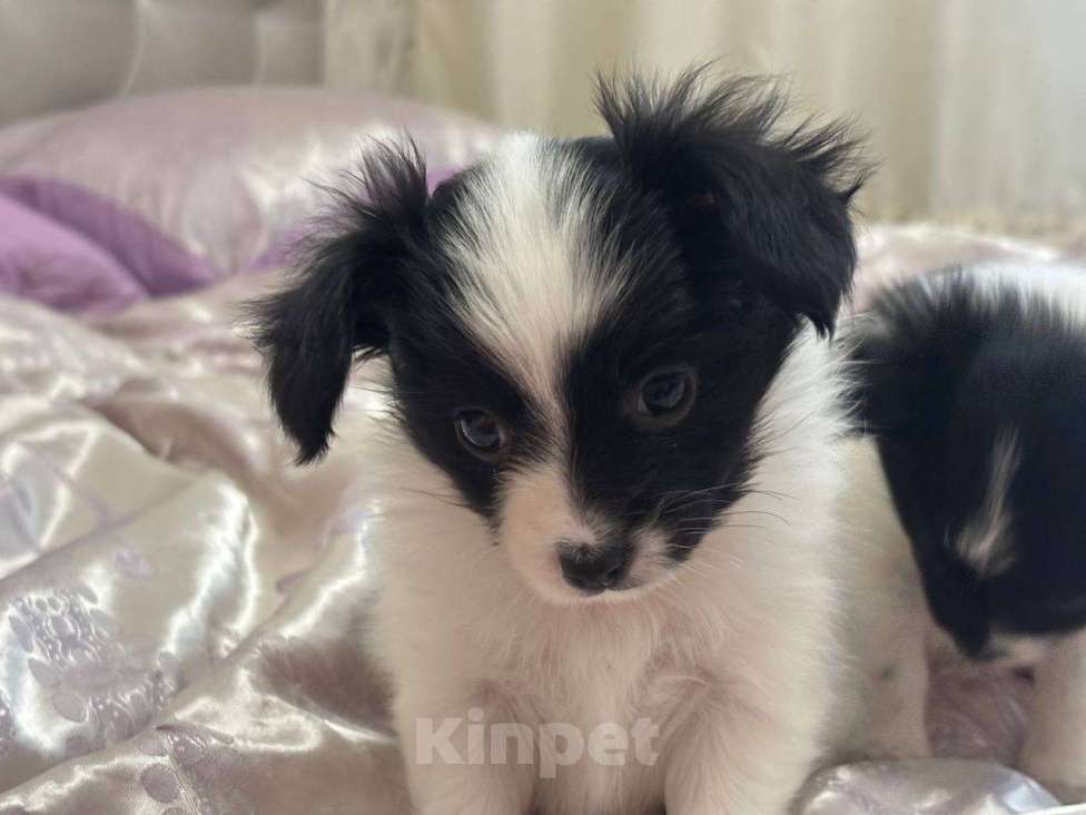 Собаки в других городах Московской области: Щенок мальчик папильон Papillon  Мальчик, 65 000 руб. - фото 1