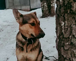 Собаки в Видном: Фабия. Робкая девочка-подросток в поисках дома и семьи. Девочка, Бесплатно - фото 3