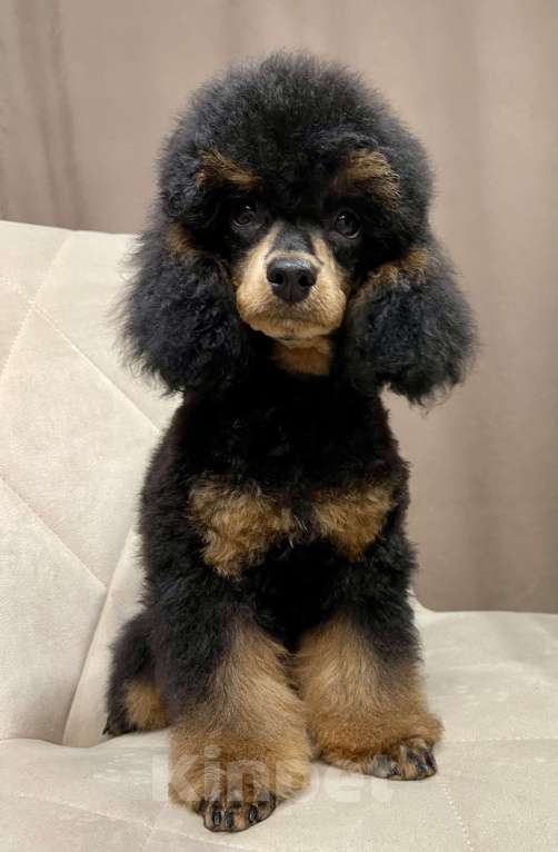 Собаки в Калуге: Пудель фантом  Мальчик, 75 000 руб. - фото 2