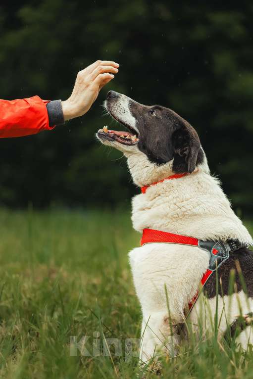 Собаки в Москве: Элли ищет дом Девочка, Бесплатно - фото 4