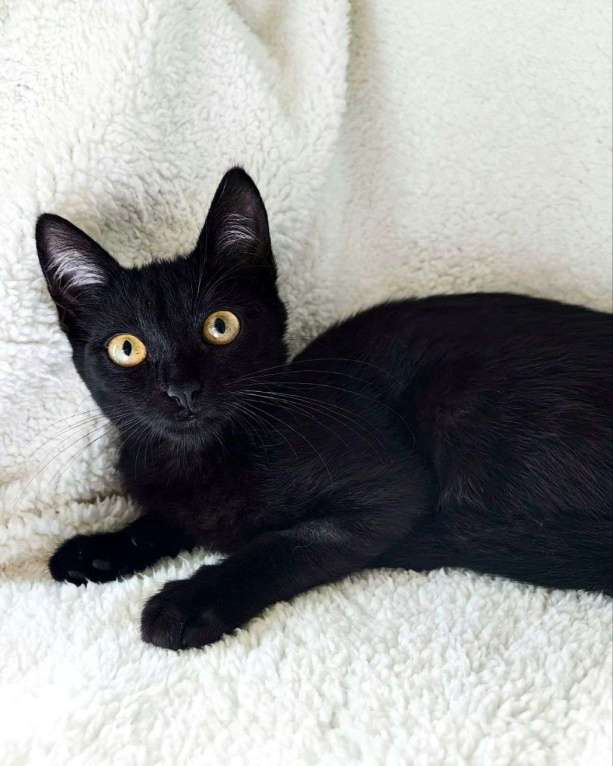 Кошки в Москве: Манюня ищет дом! Девочка, Бесплатно - фото 3